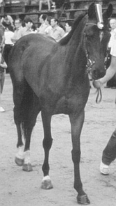 Canapino