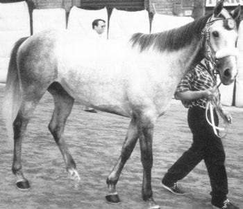 Ciriaco III