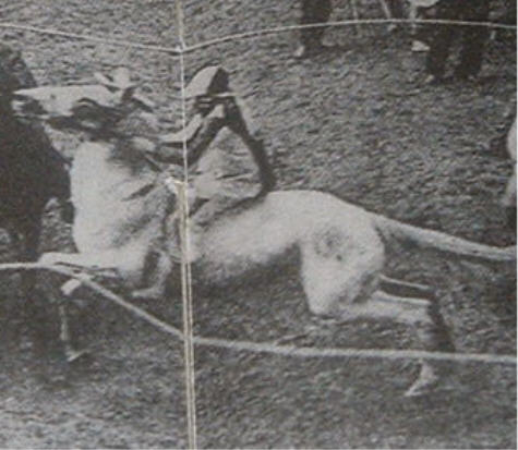 GRIGIO DI FRANCESCO BERNINI
