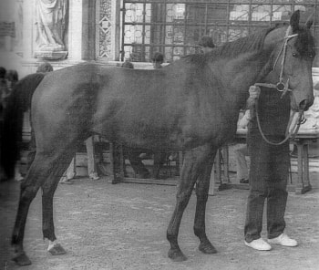 Baiardo IV