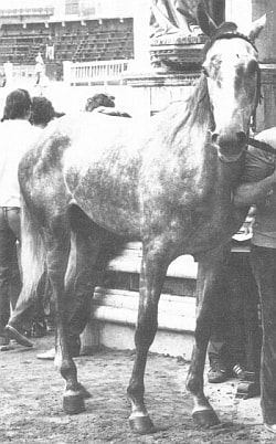Bellino