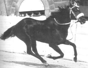 Benito III