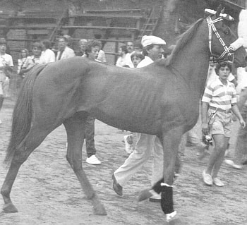 Cassius
