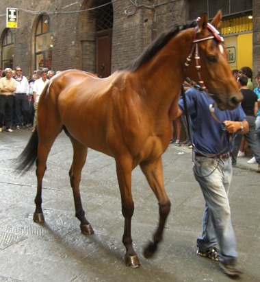 Elmizatopec