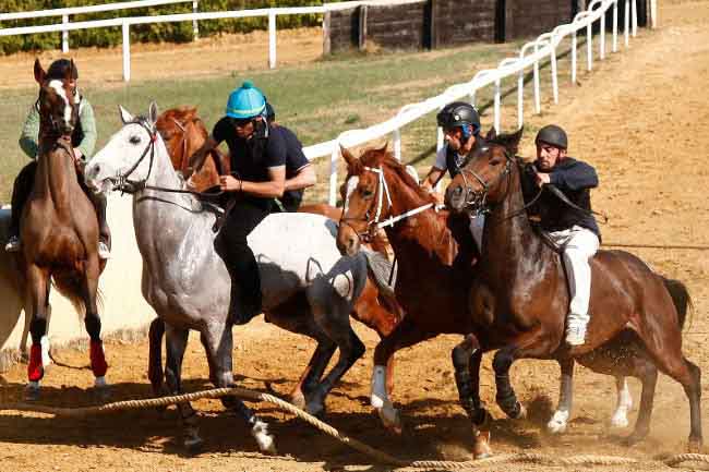 Lavori di addestramento dei cavalli da Palio a Mociano il 10 maggio