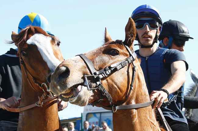 Il nuovo programma di addestramenti dei cavalli da Palio a Mociano e Monticiano per la sicurezza dei cavalli