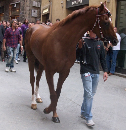 nottambulo
