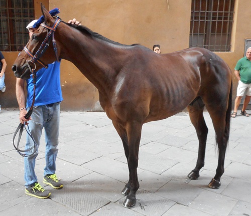 QULPA DI GALLURA