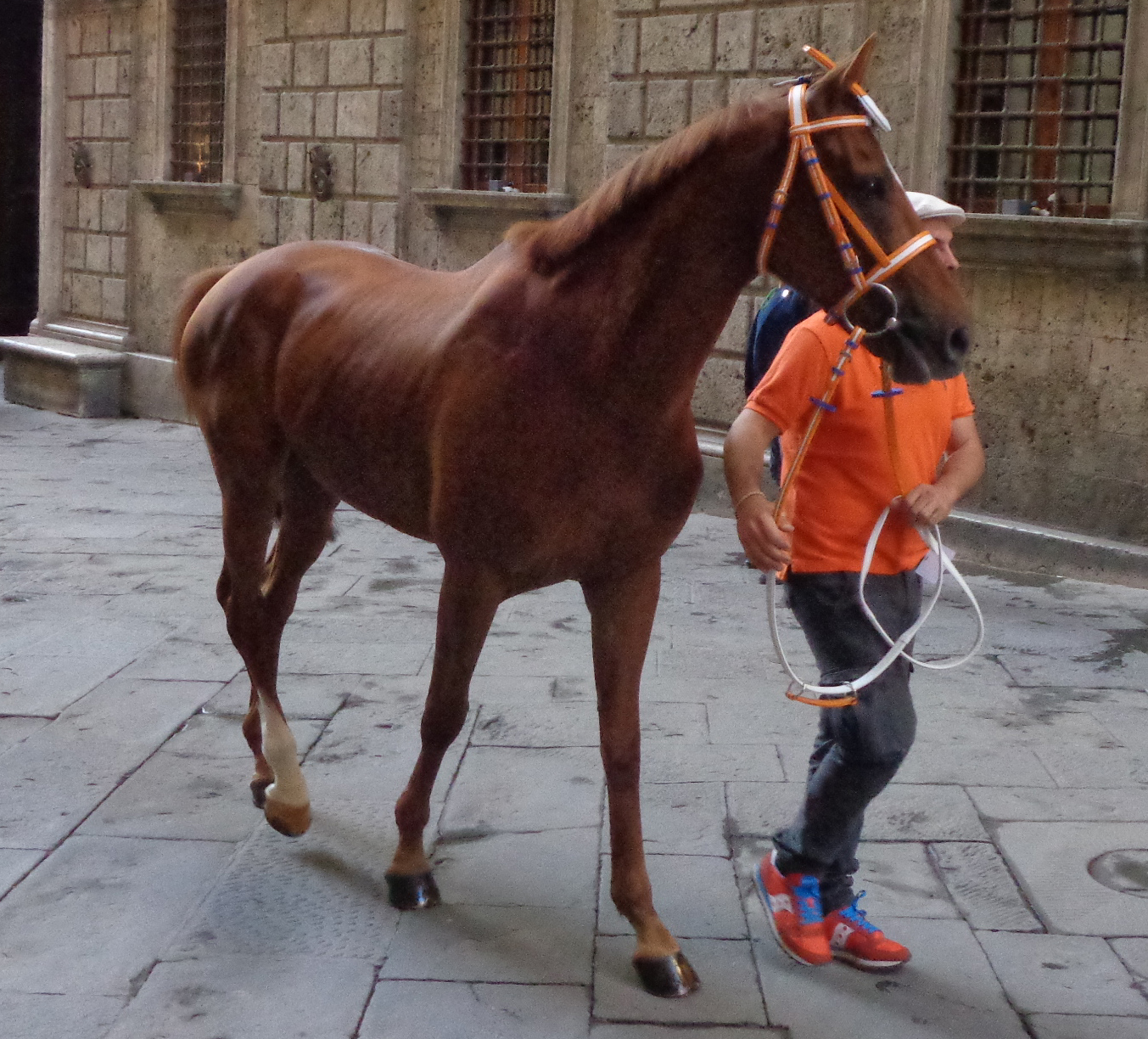 Ares Elce