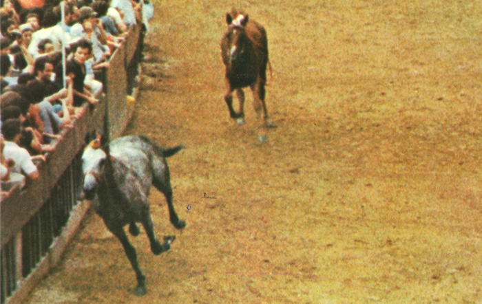 Il video del Palio del 2 luglio 1976