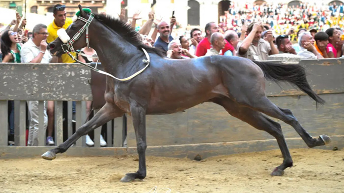 Il video del Palio del 16 agosto 2023