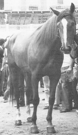 Bandida de Rio Ross
