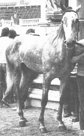 Bellino