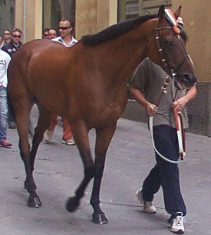 Caro Amico