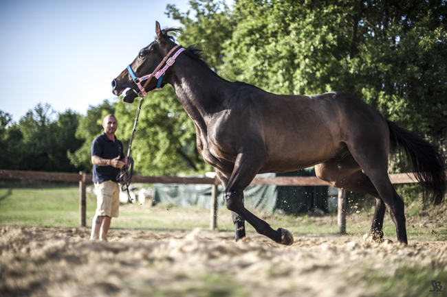 Previsite dei cavalli da Palio alla clinica veterinaria 'Il Ceppo'