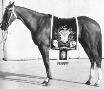 Cerva de Torralba