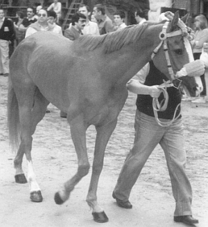 Chicco de Ureco