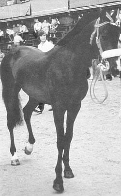 Cinzano III