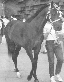 Delfino III