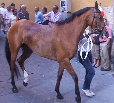 Delizia de Ozieri
