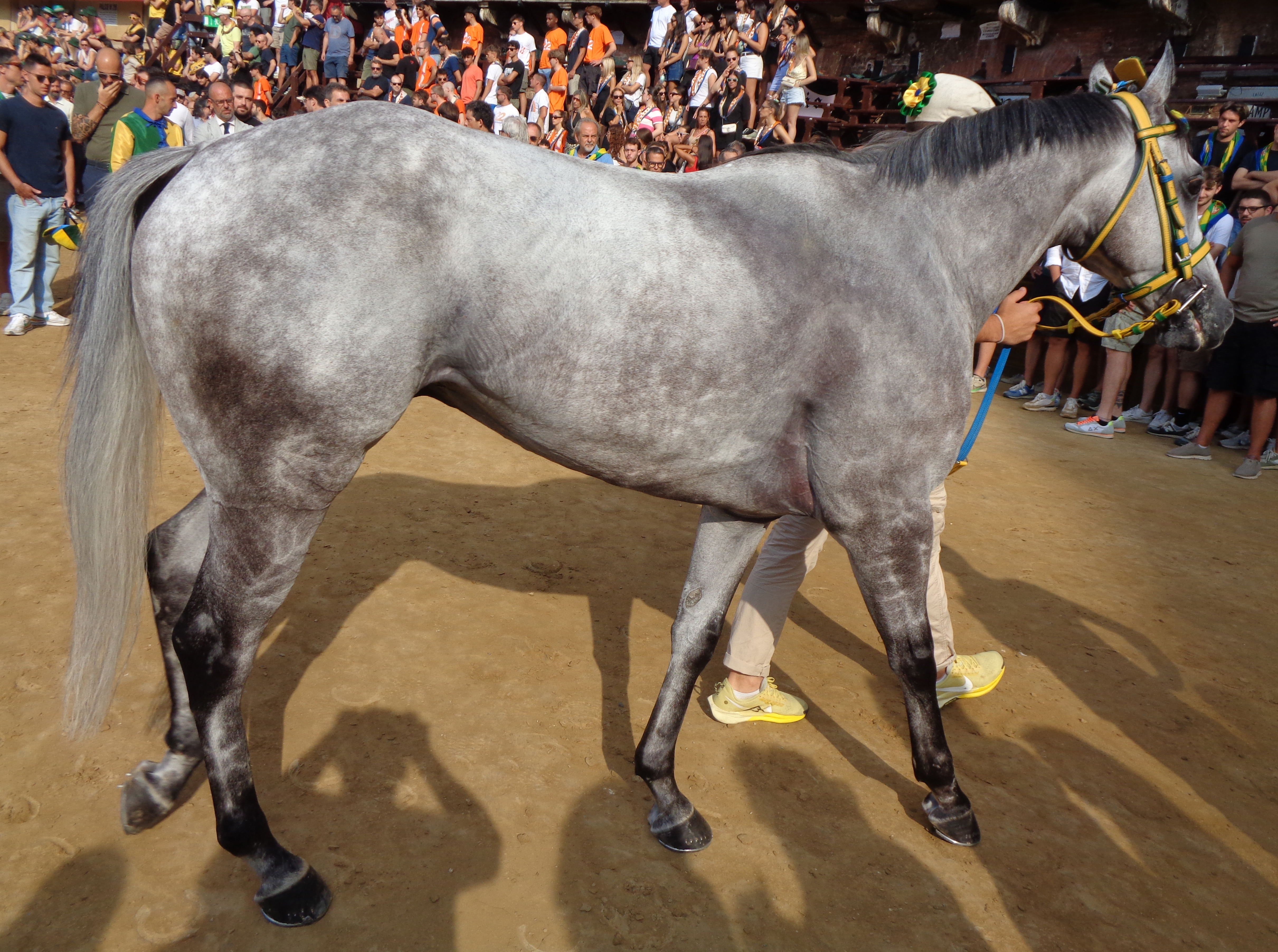 Diamante Grigio
