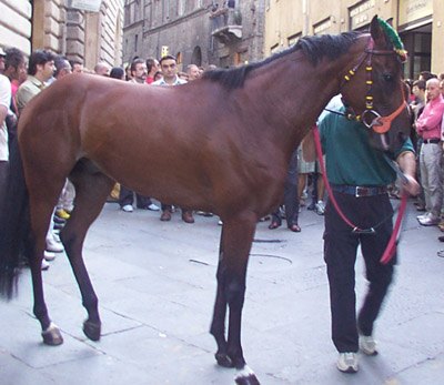 Elfo di Montalbo