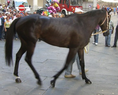 Elimia