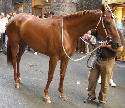 Favella