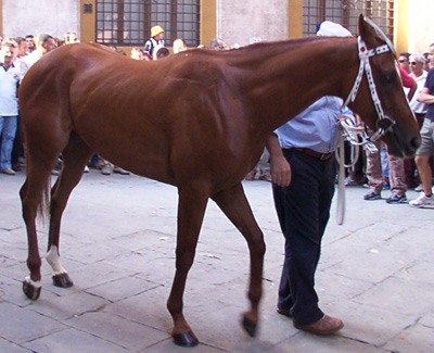 Gia del Menhir