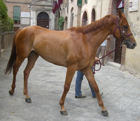 Guschione