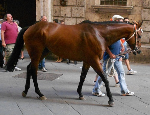 Magic Tiglio