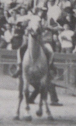 Marcellina