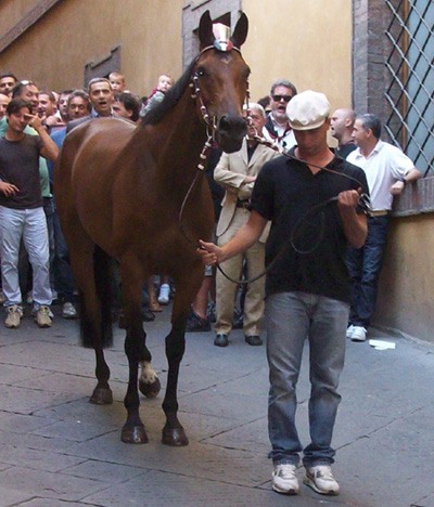 Marrocula
