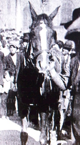 Morello di Luigi Brandani