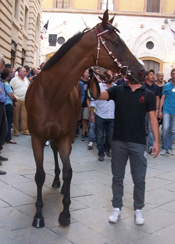 Occolè