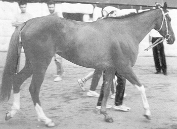 Olimpia Mancini