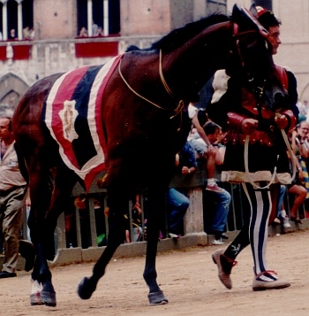 Oriolu de Zamaglia