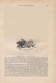 Palio Harper's New Montly Magazine