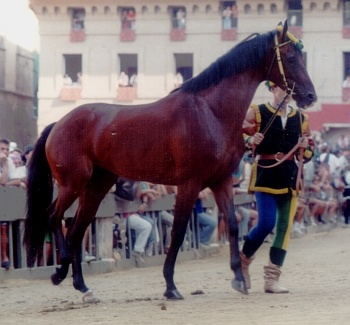 Pegaso