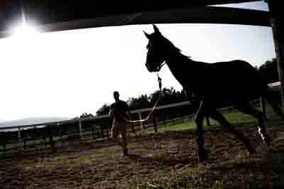 Previsite dei cavalli da Palio alla clinica veterinaria 'Il Ceppo'