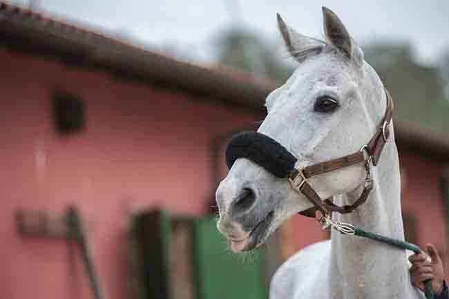 Il 23 e 24 giugno le Previsite al Ceppo dei cavalli da Palio