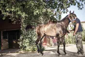 Il 23 e 24 giugno le Previsite al Ceppo dei cavalli da Palio