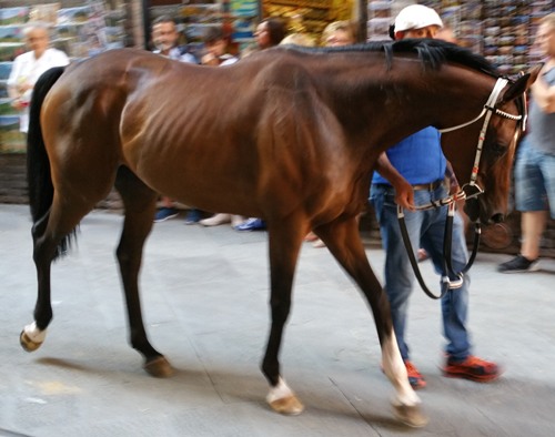 Quore de SEDINI
