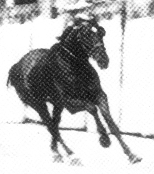 Ribolla