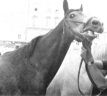 Ringo