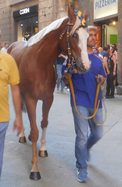 rombo de sedini
