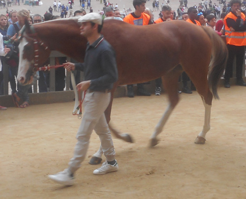 rombo de sedini