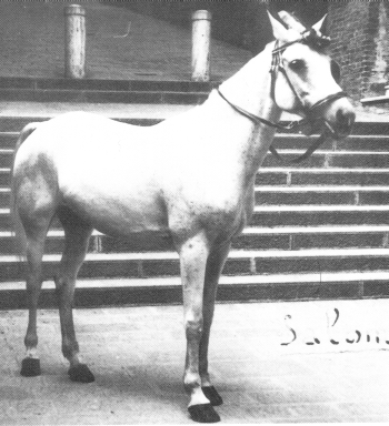 Salomé