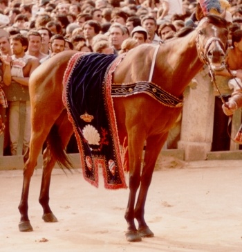 Saputello