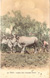 cartolina di siena